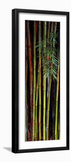 Close-Up of Bamboos, Kanapaha Botanical Gardens, Gainesville, Florida, USA-null-Framed Photographic Print