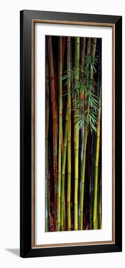 Close-Up of Bamboos, Kanapaha Botanical Gardens, Gainesville, Florida, USA-null-Framed Photographic Print