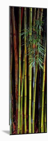 Close-Up of Bamboos, Kanapaha Botanical Gardens, Gainesville, Florida, USA-null-Mounted Photographic Print