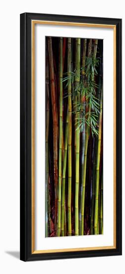 Close-Up of Bamboos, Kanapaha Botanical Gardens, Gainesville, Florida, USA-null-Framed Photographic Print