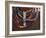 Close-Up of Bead Necklaces of a Hamer Woman, Turmi, Omo Region, Ethiopia, Africa-Carlo Morucchio-Framed Photographic Print