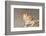 Close-up of Bearded dragon on rock-null-Framed Photographic Print