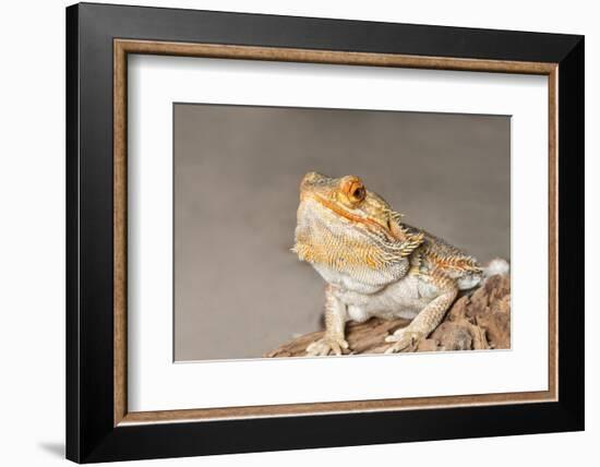 Close-up of Bearded dragon on rock-null-Framed Photographic Print