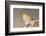 Close-up of Bearded dragon on rock-null-Framed Photographic Print