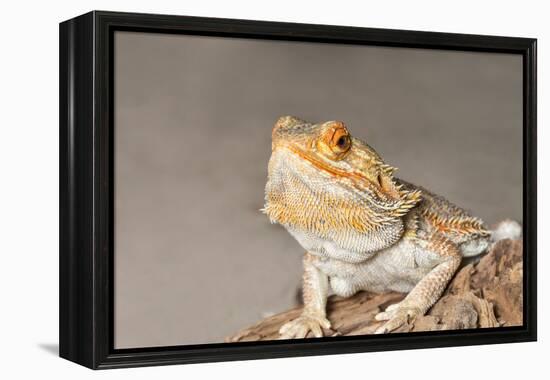 Close-up of Bearded dragon on rock-null-Framed Premier Image Canvas