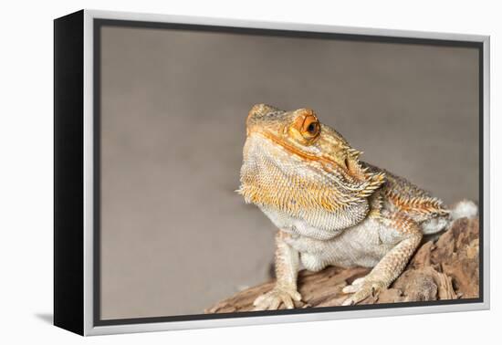 Close-up of Bearded dragon on rock-null-Framed Premier Image Canvas