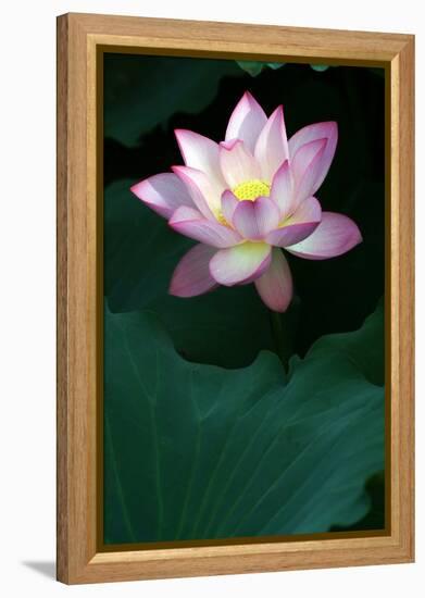 Close-Up of Beatiful Pink Lotus-kenny001-Framed Premier Image Canvas