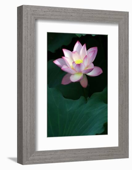 Close-Up of Beatiful Pink Lotus-kenny001-Framed Photographic Print