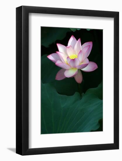 Close-Up of Beatiful Pink Lotus-kenny001-Framed Photographic Print