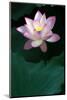 Close-Up of Beatiful Pink Lotus-kenny001-Mounted Photographic Print