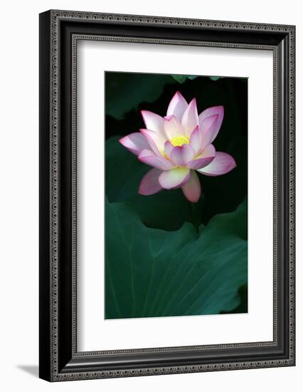 Close-Up of Beatiful Pink Lotus-kenny001-Framed Photographic Print