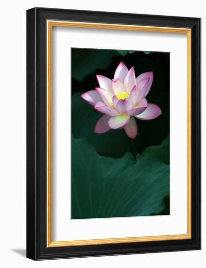 Close-Up of Beatiful Pink Lotus-kenny001-Framed Photographic Print