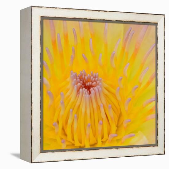 Close up of Beautiful Yellow Water Lily-Panu Ruangjan-Framed Stretched Canvas