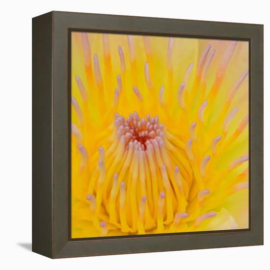 Close up of Beautiful Yellow Water Lily-Panu Ruangjan-Framed Stretched Canvas