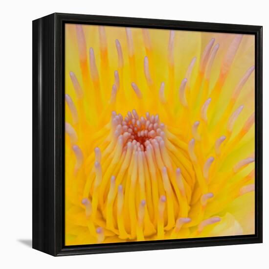 Close up of Beautiful Yellow Water Lily-Panu Ruangjan-Framed Stretched Canvas