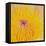 Close up of Beautiful Yellow Water Lily-Panu Ruangjan-Framed Stretched Canvas