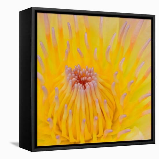 Close up of Beautiful Yellow Water Lily-Panu Ruangjan-Framed Stretched Canvas