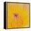 Close up of Beautiful Yellow Water Lily-Panu Ruangjan-Framed Stretched Canvas