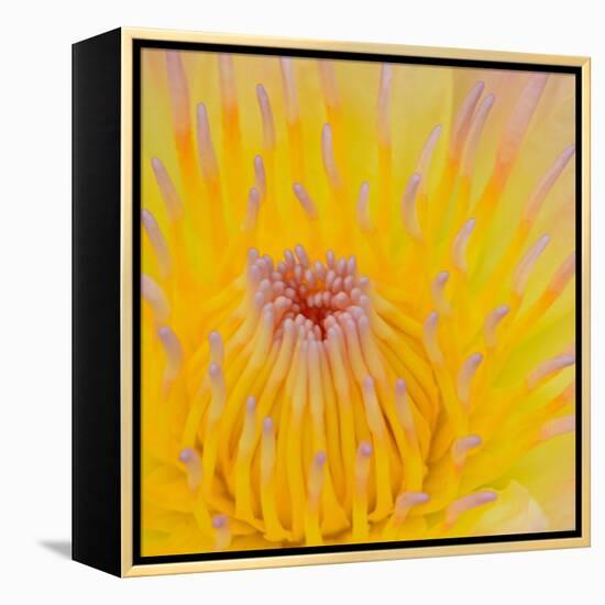 Close up of Beautiful Yellow Water Lily-Panu Ruangjan-Framed Stretched Canvas