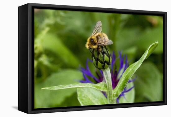 Close-Up of Bee on Flower Bud-Matt Freedman-Framed Premier Image Canvas