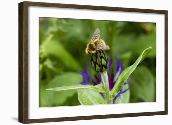 Close-Up of Bee on Flower Bud-Matt Freedman-Framed Photographic Print