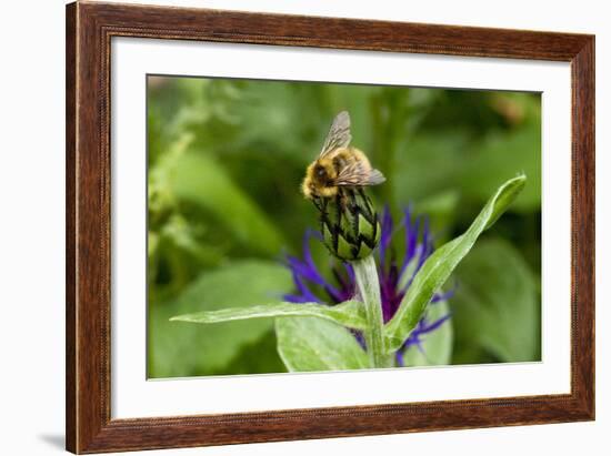 Close-Up of Bee on Flower Bud-Matt Freedman-Framed Photographic Print