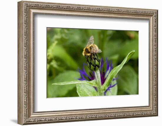 Close-Up of Bee on Flower Bud-Matt Freedman-Framed Photographic Print