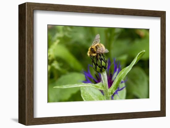 Close-Up of Bee on Flower Bud-Matt Freedman-Framed Photographic Print