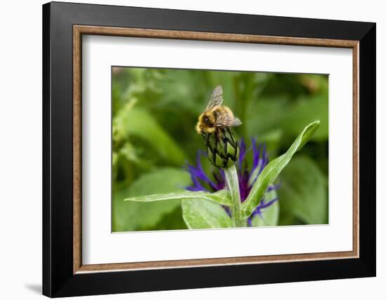 Close-Up of Bee on Flower Bud-Matt Freedman-Framed Photographic Print