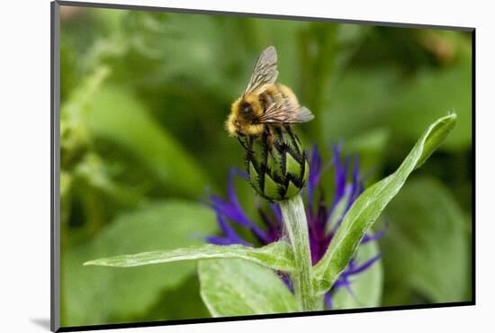 Close-Up of Bee on Flower Bud-Matt Freedman-Mounted Photographic Print