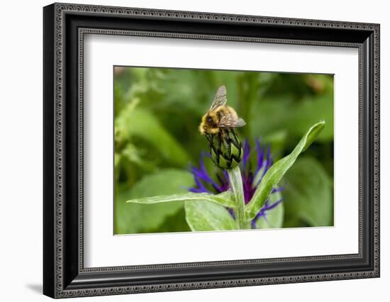 Close-Up of Bee on Flower Bud-Matt Freedman-Framed Photographic Print