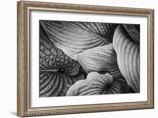 Close-Up of Big Hosta Leaves Covering Each Other-Henriette Lund Mackey-Framed Photographic Print