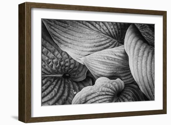 Close-Up of Big Hosta Leaves Covering Each Other-Henriette Lund Mackey-Framed Photographic Print