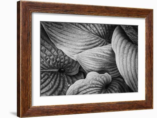 Close-Up of Big Hosta Leaves Covering Each Other-Henriette Lund Mackey-Framed Photographic Print