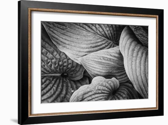 Close-Up of Big Hosta Leaves Covering Each Other-Henriette Lund Mackey-Framed Photographic Print