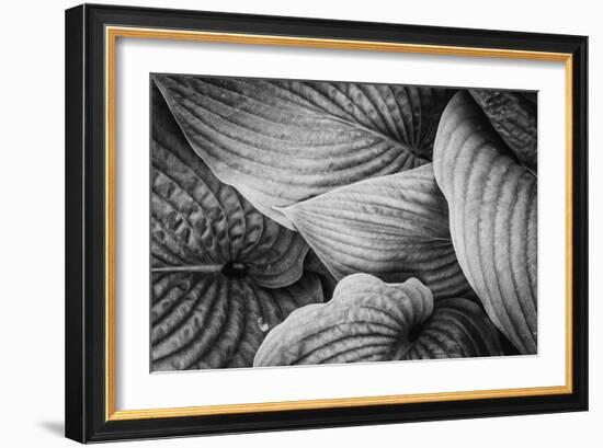 Close-Up of Big Hosta Leaves Covering Each Other-Henriette Lund Mackey-Framed Photographic Print