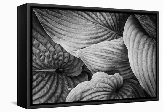 Close-Up of Big Hosta Leaves Covering Each Other-Henriette Lund Mackey-Framed Premier Image Canvas