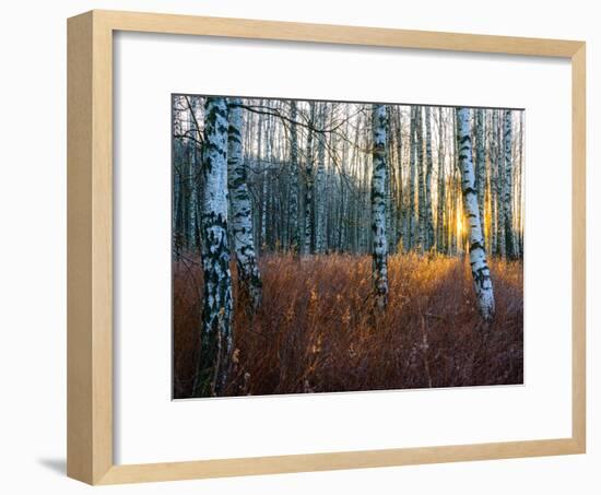 Close-Up of Birch Tree Trunks in Forest-Utterström Photography-Framed Photographic Print