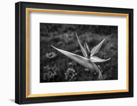 Close-up of Bird Of Paradise flower, California, USA-Panoramic Images-Framed Photographic Print