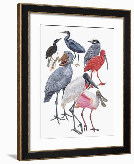 Close-Up of Birds of the Ciconiiformes Family-null-Framed Giclee Print