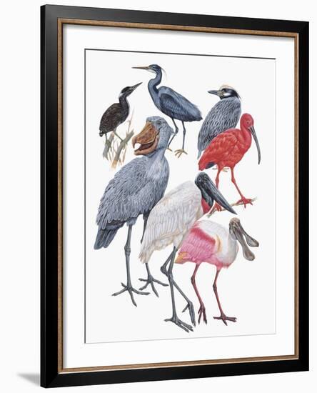 Close-Up of Birds of the Ciconiiformes Family-null-Framed Giclee Print