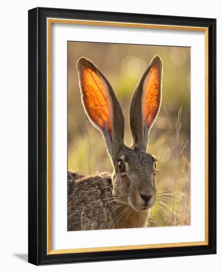 Close-Up of Black-Tailed Jackrabbit, Maverick County, Texas, Usa-Cathy & Gordon Illg-Framed Photographic Print