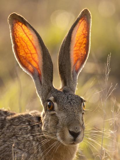 Jack Rabbit Usa >> Close Up Of Black Tailed Jackrabbit Maverick County Texas Usa Jack Rabbit Usa >> Close Up Of Black Tailed Jackrabbit Maverick County Texas Usa