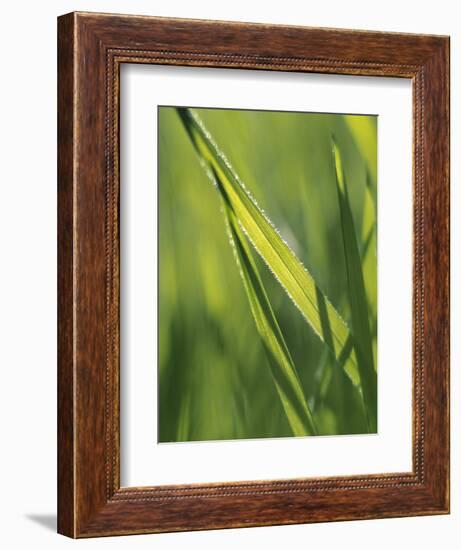 Close Up of Blade of Grass-Jon Arnold-Framed Photographic Print
