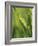 Close Up of Blade of Grass-Jon Arnold-Framed Photographic Print