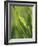 Close Up of Blade of Grass-Jon Arnold-Framed Photographic Print