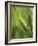 Close Up of Blade of Grass-Jon Arnold-Framed Photographic Print