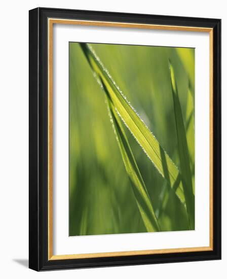 Close Up of Blade of Grass-Jon Arnold-Framed Photographic Print