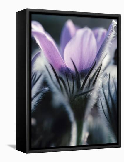 Close-up of Blooming Pasque Flower with Purple Petals-null-Framed Premier Image Canvas