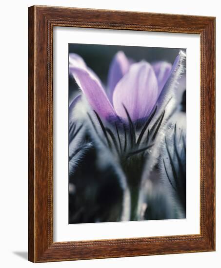 Close-up of Blooming Pasque Flower with Purple Petals-null-Framed Photographic Print